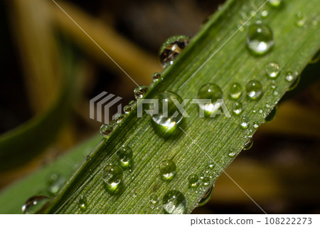 Water drops on the green grass. Morning dew, watering plants. Drops of moisture on leaves after rain. Beautiful green background on an ecological theme Water drops on the green grass. Morning dew, watering plants. Drops of moisture on leaves after rain. Beautiful green background on an ecological theme 108222273