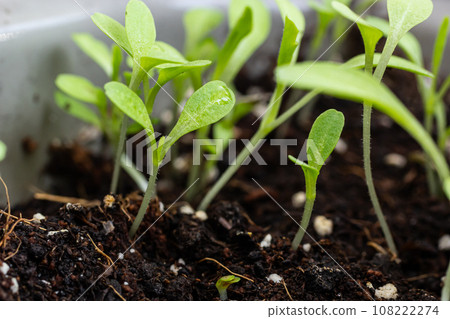 Top view of young plants seedlings in soil. Seedlings are prepared before planting in open ground. Young tender sprouts on a dark background 108222274
