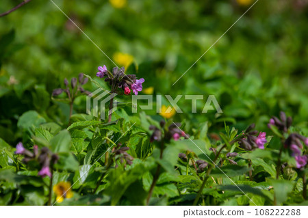 Close-up of blooming flowers Pulmonaria mollis in sunny spring day, selective focus .closeup detail of meadow flower - wild healing herb - Pulmonaria mollis 108222288