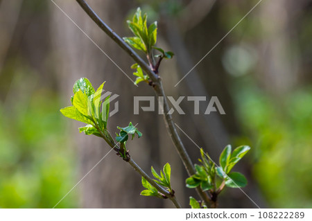 Big green buds branches. Young green leaves coming out from thick green buds. branches with new foliage illuminated by the day sun. Early spring day. Spring is comming 108222289