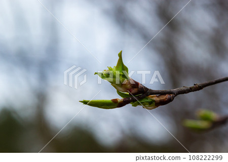 budding buds on a tree branch in early spring macro. Early spring, a twig on a blurred background. The first spring greens budding buds on a tree branch in early spring macro. Early spring, a twig on a blurred background. The first spring greens 108222299