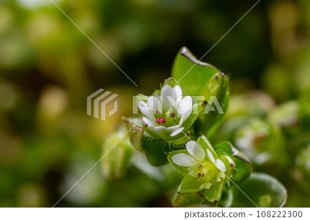 In the spring, Stellaria media grows in the wild. A herbaceous plant that often grows in gardens as a weed. Small white flowers on fleshy green stems 108222300