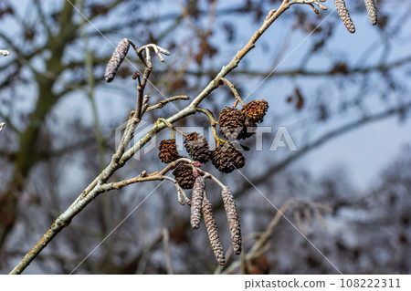 Small branch of black alder Alnus glutinosa with male catkins and female red flowers. Blooming alder in spring beautiful natural background with clear earrings and blurred background 108222311