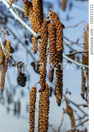 Small branch of black alder Alnus glutinosa with male catkins and female red flowers. Blooming alder in spring beautiful natural background with clear earrings and blurred background 108222312