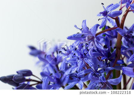 Flower design - floral border made of Scilla bifolia two-leaf squill or alpine squill isolated on white background with space for text. Spring decoration 108222318