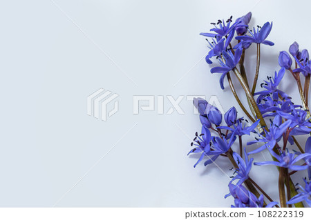 Flower design - floral border made of Scilla bifolia two-leaf squill or alpine squill isolated on white background with space for text. Spring decoration Flower design - floral border made of Scilla bifolia two-leaf squill or alpine squill isolated on white background with space for text. Spring decoration 108222319