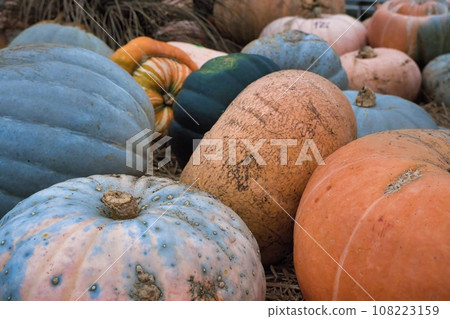 Lots of pumpkins, healthy. Orange vegetarians. Autumn gifts from the garden Lots of pumpkins, healthy. Orange vegetarians. Autumn gifts from the garden 108223159