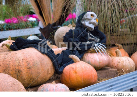 Lots of pumpkins, healthy. Orange vegetarians. Autumn gifts from the garden Lots of pumpkins, healthy. Orange vegetarians. Autumn gifts from the garden 108223163