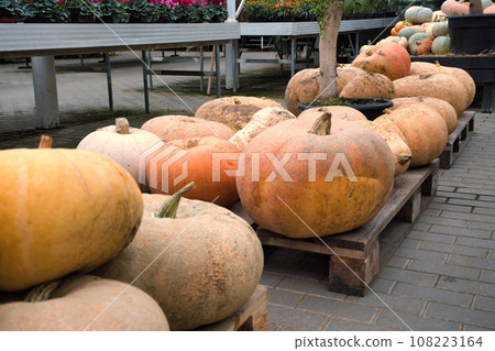 Lots of pumpkins in the greenhouse. Orange vegetarians. Autumn gifts from the garden. Pumpkins stacked on wooden pallets Lots of pumpkins in the greenhouse. Orange vegetarians. Autumn gifts from the garden. Pumpkins stacked on wooden pallets 108223164