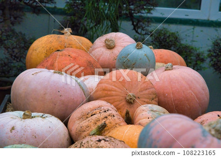 Lots of pumpkins, healthy. Orange vegetarians. Autumn gifts from the garden 108223165