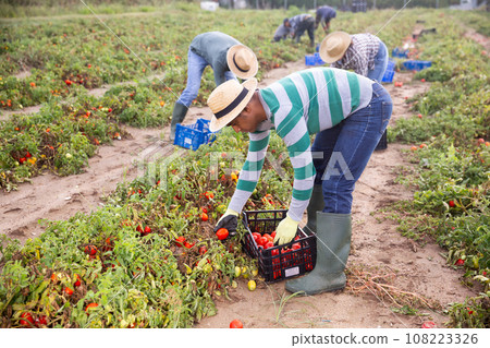 Farm workers picking damaged tomatoes after storm Farm workers picking damaged tomatoes after storm 108223326