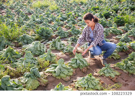 Woman frustrated by loss of cabbage harvest after drought on field Woman frustrated by loss of cabbage harvest after drought on field 108223329