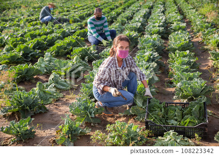 Woman in mask harvesting cabbage on field 108223342