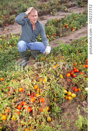 Man farmer checking tomatoes damaged after storm Man farmer checking tomatoes damaged after storm 108223352