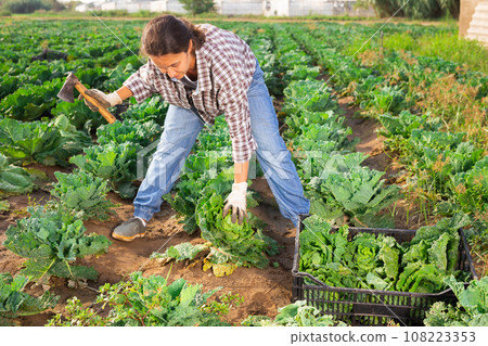 Positive woman harvesting fresh cabbage on field 108223353