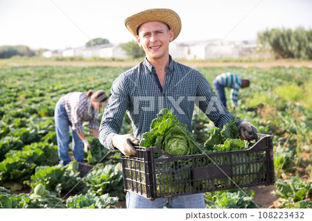 Male farmer harvesting savoy cabbage on farm Male farmer harvesting savoy cabbage on farm 108223432