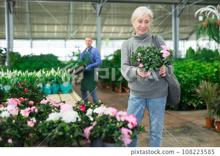 Positive senior woman choosing potted blooming azalea in shop Positive senior woman choosing potted blooming azalea in shop 108223585