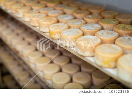 Closeup of heads of goat cheese arranged to ripen on cheese factory 108223586