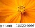 Cosmos 108224066