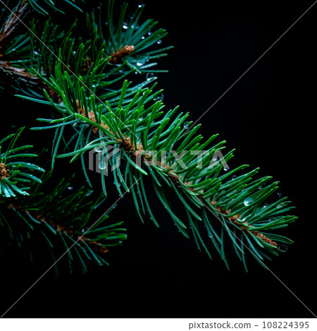 A closeup view of a Christmas fir tree frond or a green pine tree branch with snow on black background. 108224395