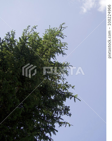 綠色在藍天閃耀 綠色在藍天閃耀 108224966