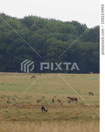 Fawns resting in the grassland 108224968