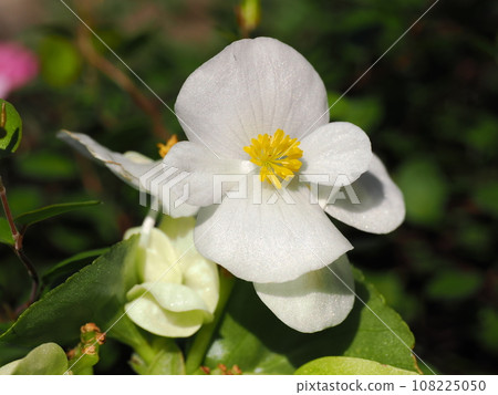 Cute petals of white begonia Cute petals of white begonia 108225050