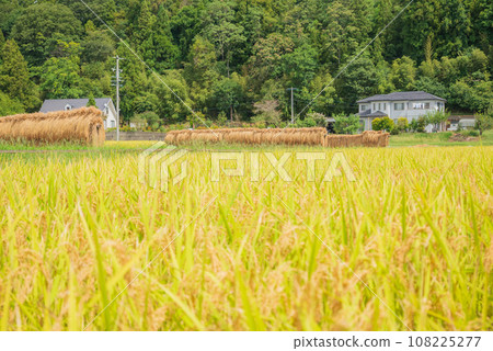 Autumn tradition: rice racks and golden paddy fields [Azumino City] 108225277