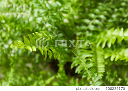 Beautiful fresh fern leaves, closeup. Floral background Beautiful fresh fern leaves, closeup. Floral background 108226170