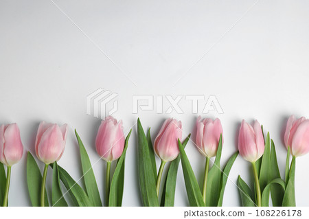 Beautiful pink spring tulips on white background, top view 108226178