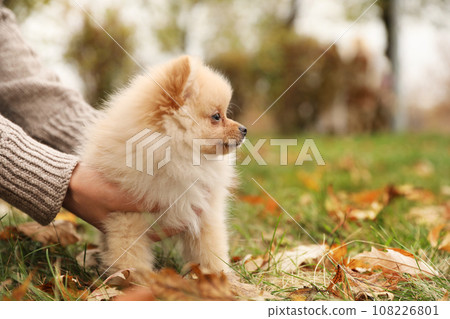 Man with small fluffy dog in autumn park, closeup Man with small fluffy dog in autumn park, closeup 108226801