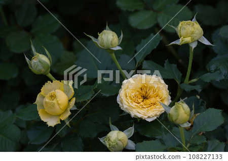 一朵黃玫瑰綻放著美麗的光芒 108227133
