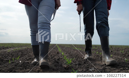 rubber boots dust, corn field, farm business teamwork, sprout fresh harvest field summer, group team people deal partner, business farmer agronomist rubber boots, farmer rubber boots harvest, near 108227314