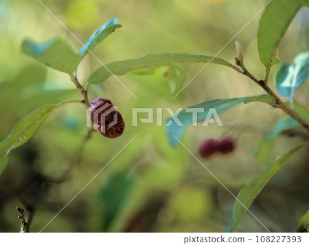 Akigumi ripened in October 108227393
