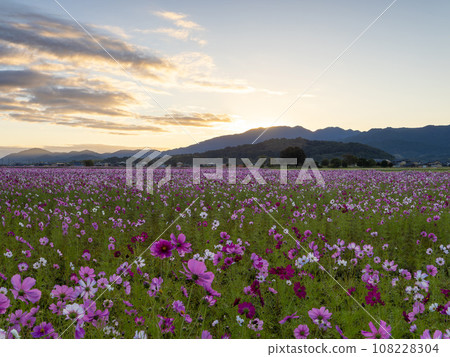 Sunrise sky and autumn cherry blossom field Sunrise sky and autumn cherry blossom field 108228304