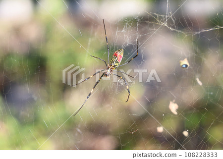 Girl spider Girl spider 108228333