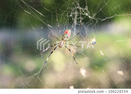 Girl spider 108228334