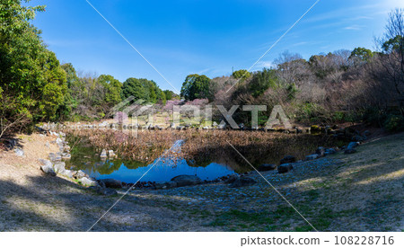 春天的跡像中的梅樹和櫻池名池全景[蓮華院丹上寺奧之院]熊本縣玉名市 108228716