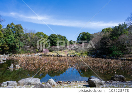 春天的跡像中的梅樹和櫻池名池全景[蓮華院丹上寺奧之院]熊本縣玉名市 108228778