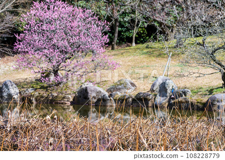 春天的跡象的梅樹和櫻池明池的風景【蓮華院丹上寺奧之院】熊本縣玉名市 108228779