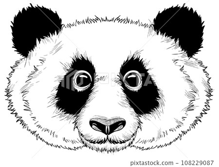 Panda head black and white vector drawing isolated on white 108229087