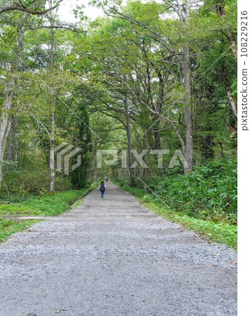 A scene of the shrine approach wrapped in silence A scene of the shrine approach wrapped in silence 108229216