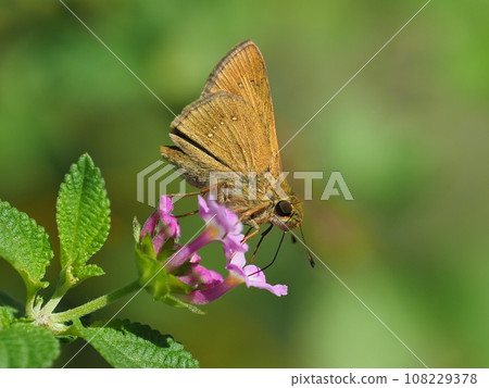 Small branded swift 108229378