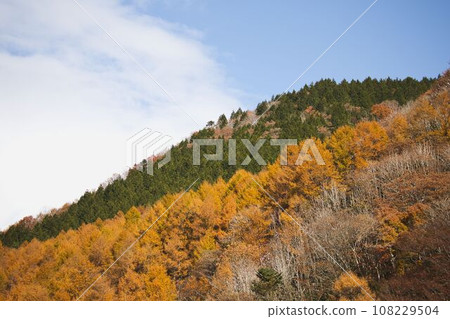 A mountain that turned red leaves A mountain that turned red leaves 108229504