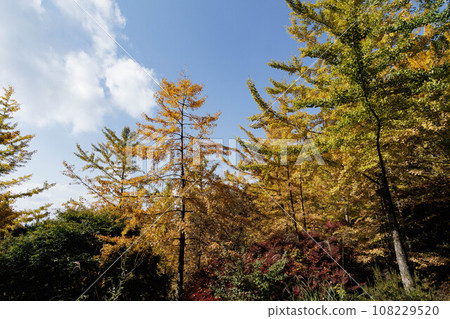 Colored Ginkgo Leaves 108229520