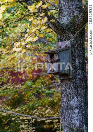 鳥舍附在銀杏樹上 108229521
