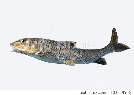 I caught a black carp 108229560