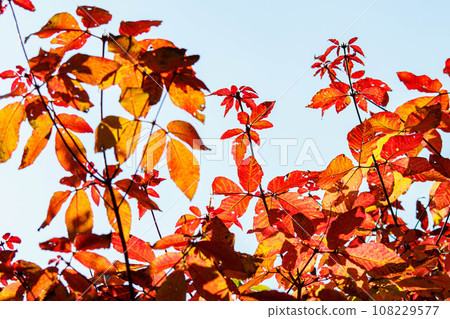 Autumn leaves hardwood leaves Autumn leaves hardwood leaves 108229577