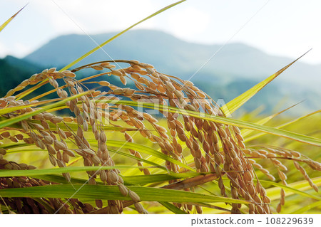 Rice crops and rural scenery during the harvest season Rice crops and rural scenery during the harvest season 108229639
