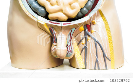 Penis in male human anatomy model for study education medical course isolated on white background with clipping path. Penis in male human anatomy model for study education medical course isolated on white background with clipping path. 108229762